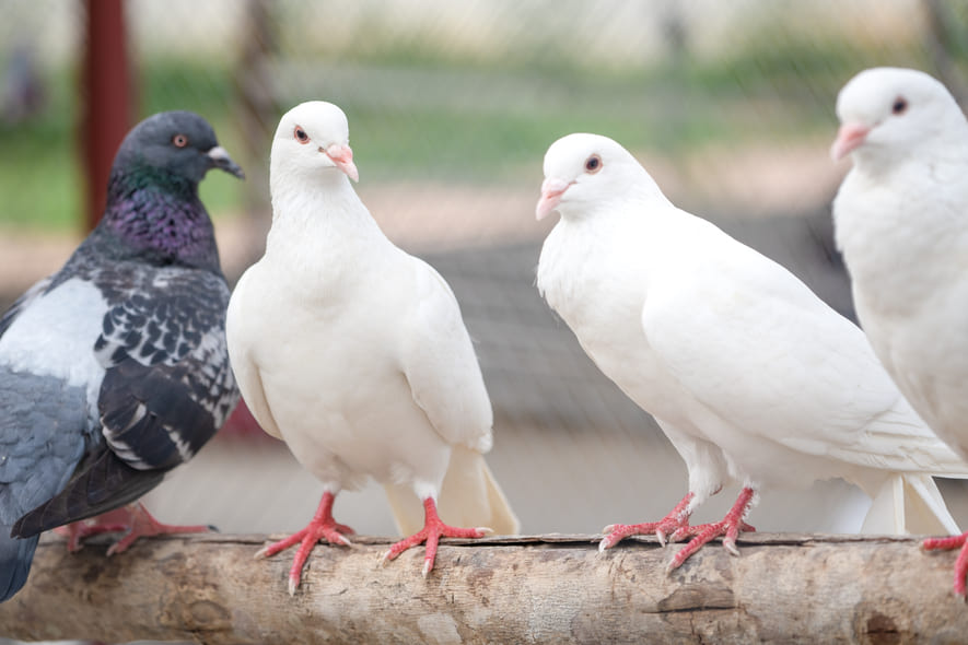 pigeons