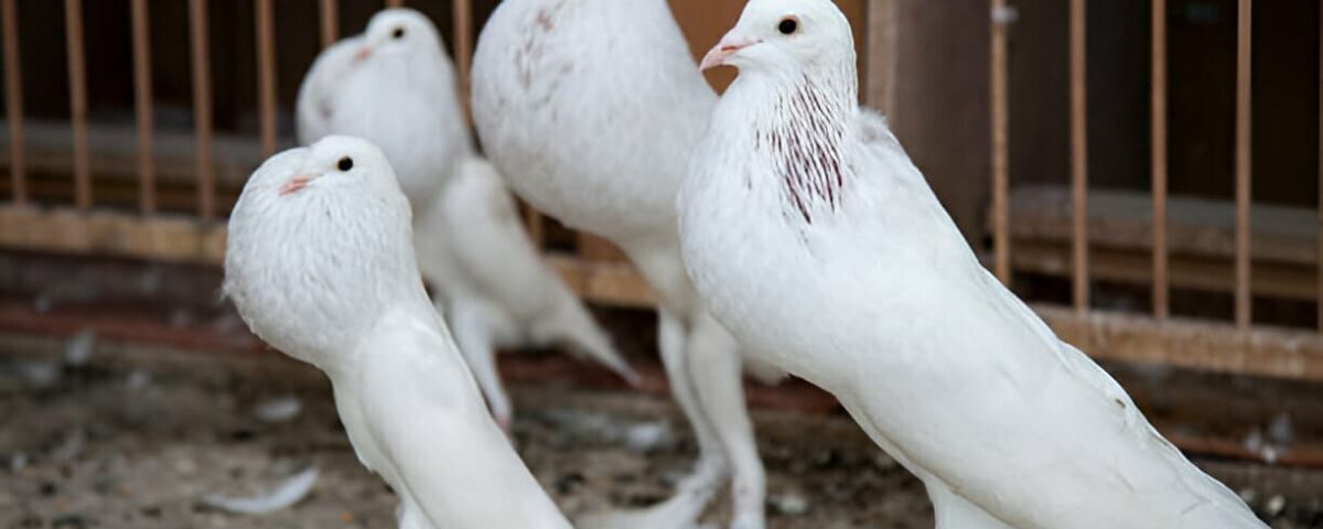 white pouter pigeons