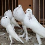 white pouter pigeons