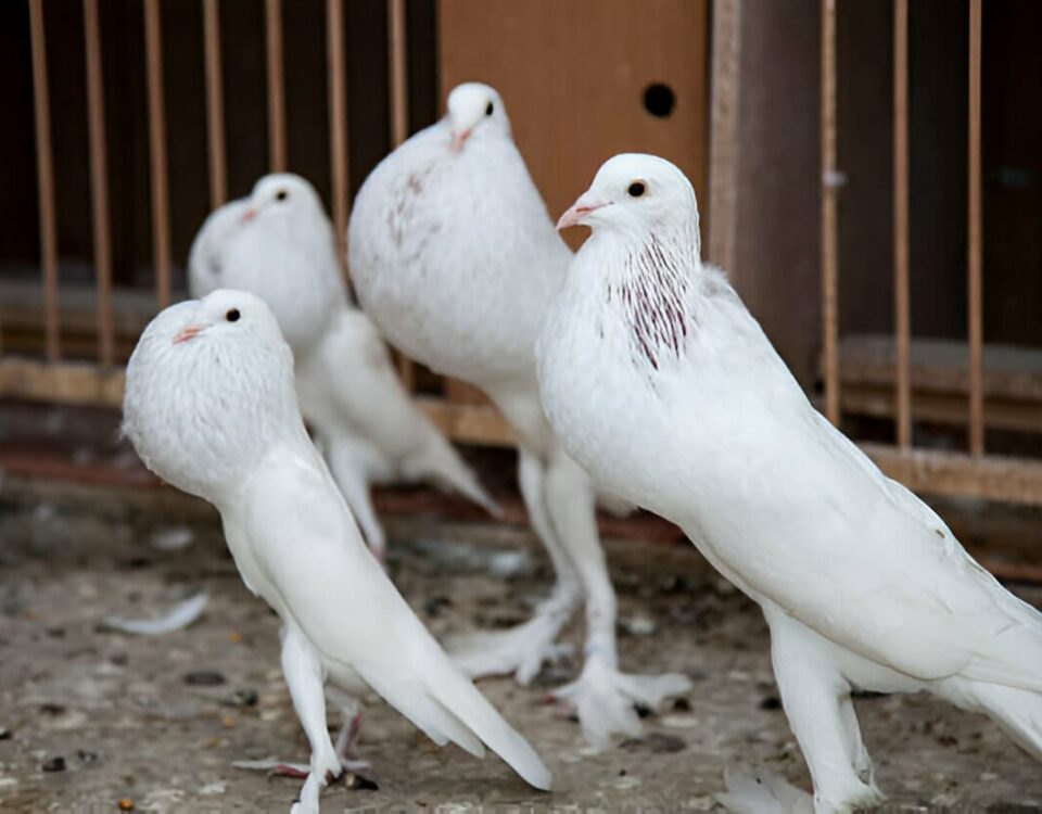 white pouter pigeons