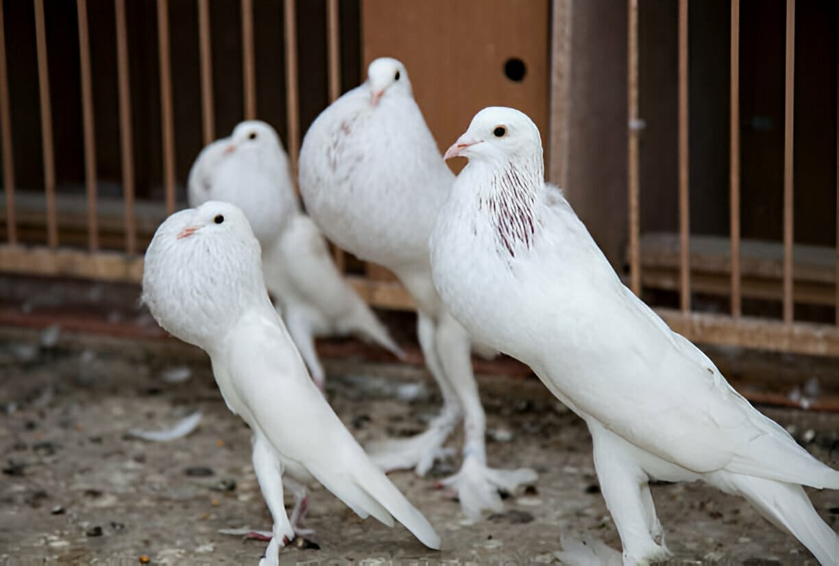 white pouter pigeons